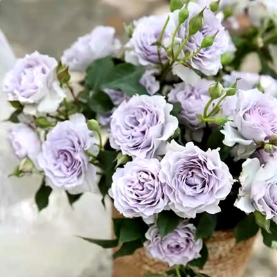 霁色玫瑰月季花苗超新品蓝紫色耐寒耐热浓香抗病勤花庭Z院阳台植