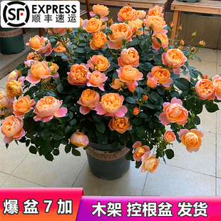 果汁陽臺月季 灌木微月多頭庭院特 母本大m苗切花玫瑰盆栽帶花四季