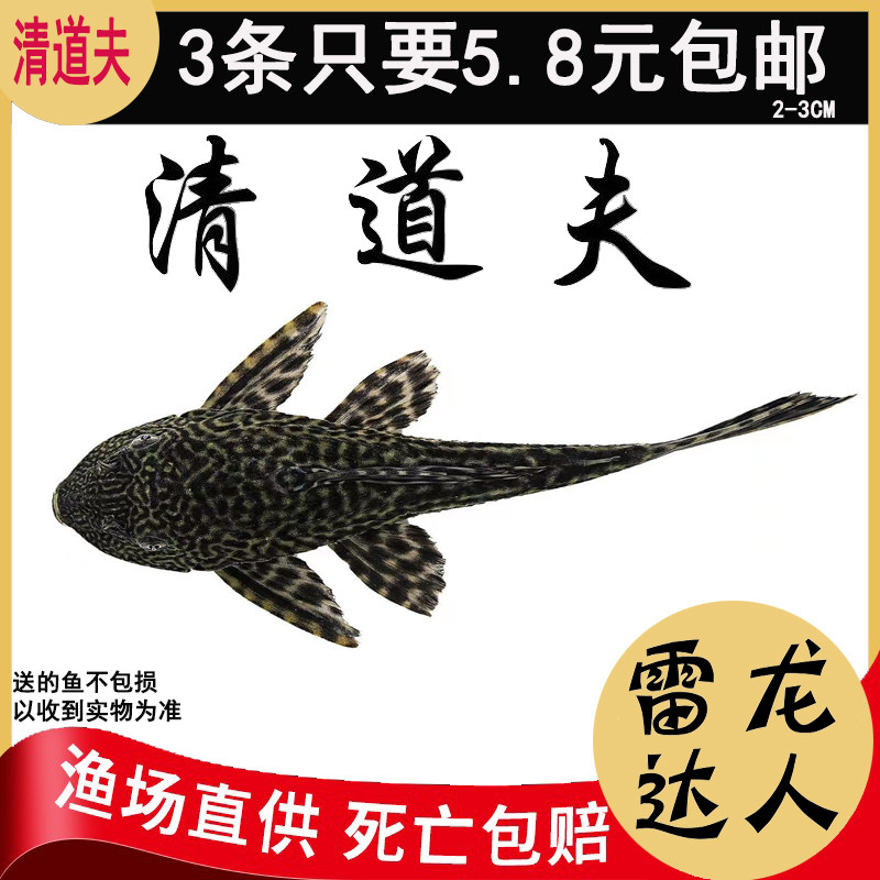清道夫鱼缸清洁工具鱼清道夫小型热带鱼观赏鱼苗黄金女王锦鲤草金