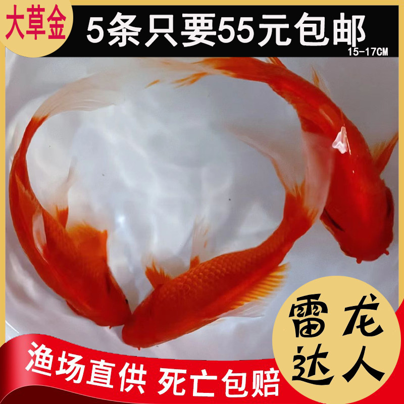 大草金鱼冷水鹦鹉锦鲫锦鲤鱼观赏鱼冷水鱼小型鱼苗红鲫鱼红草鱼苗图片