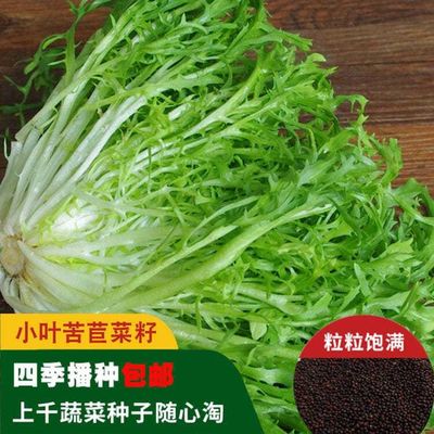 优种 小叶蔬菜种子网苦苣菜籽基地大棚家庭阳台均可种植 夏季种籽