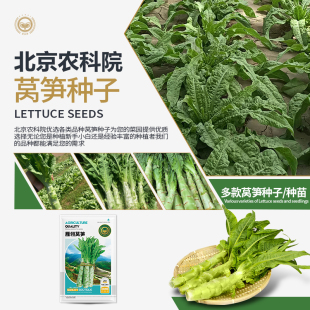 农科院莴笋种子清脆香笋绿叶蔬菜耐寒家庭菜园阳台盆栽蔬菜种籽