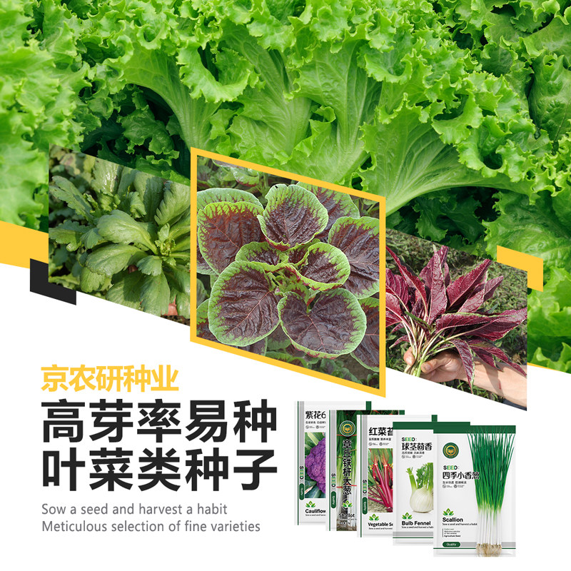 农科院蔬菜种子香菜四季香葱大白菜芹菜茼蒿空心菜阳台盆栽菜籽孑 - 实物图