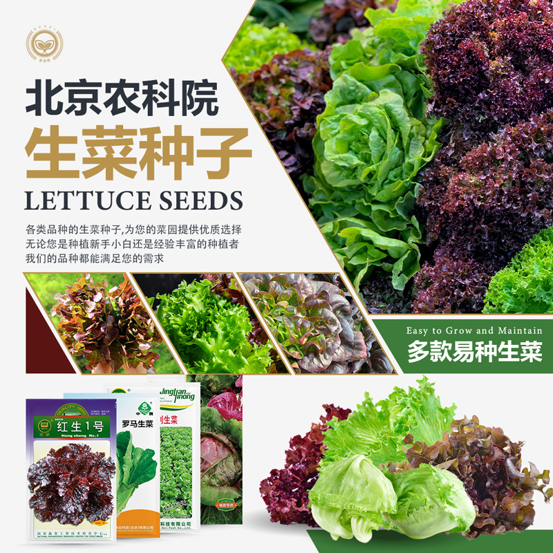 农科院生菜种子莴苣意大利生菜罗马生菜紫叶沙拉菜水培蔬菜种籽孑