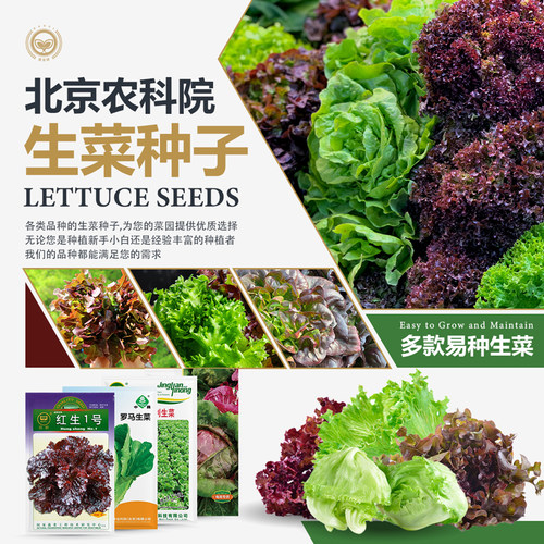 农科院生菜种子四季易种高芽率