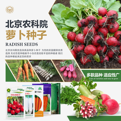 农科院萝卜种子大全四季易成活