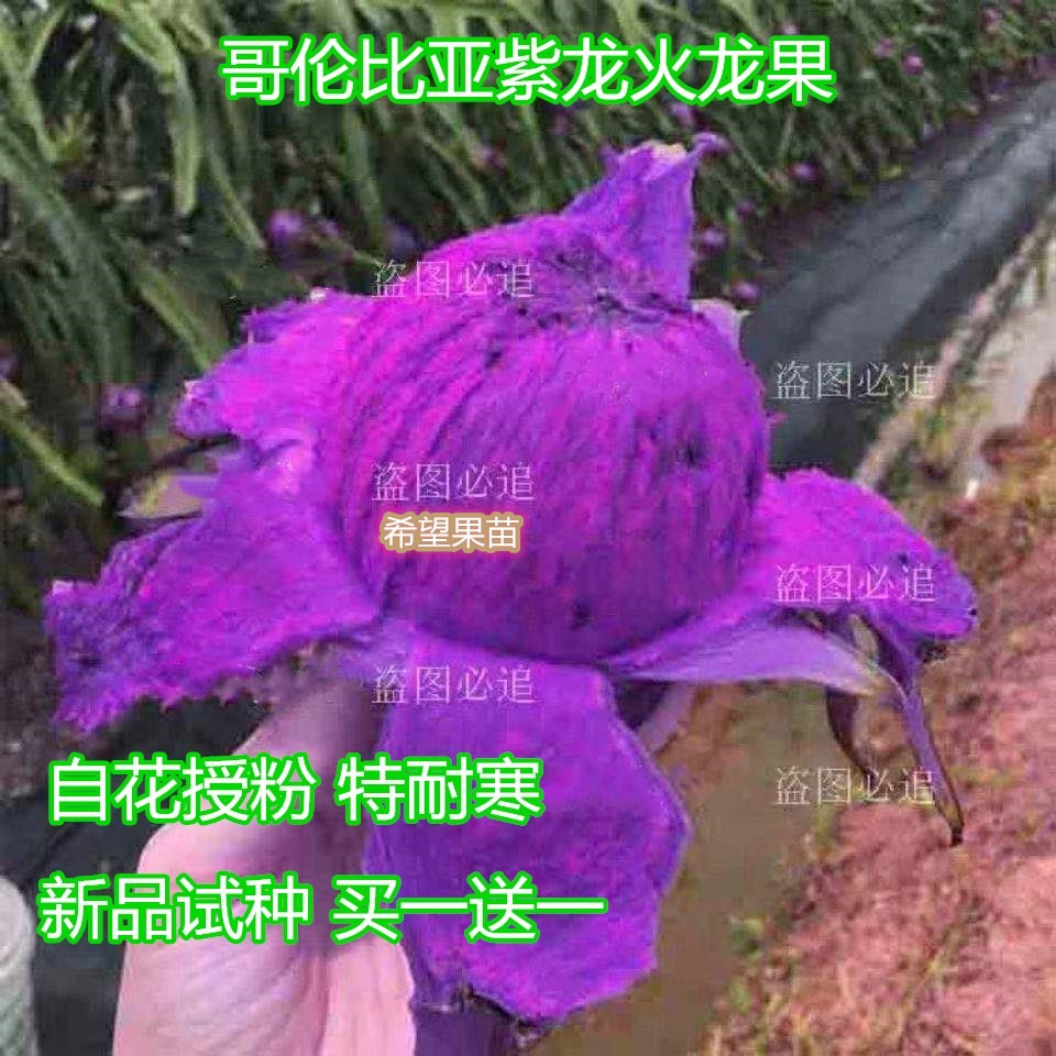 哥伦比亚紫龙火龙果苗耐寒品种果树南北可种盆栽地栽四季当年结果