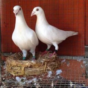 发货快出售精品信鸽黑金刚雨点瓦灰红色白色麒麟花种鸽青年一对包