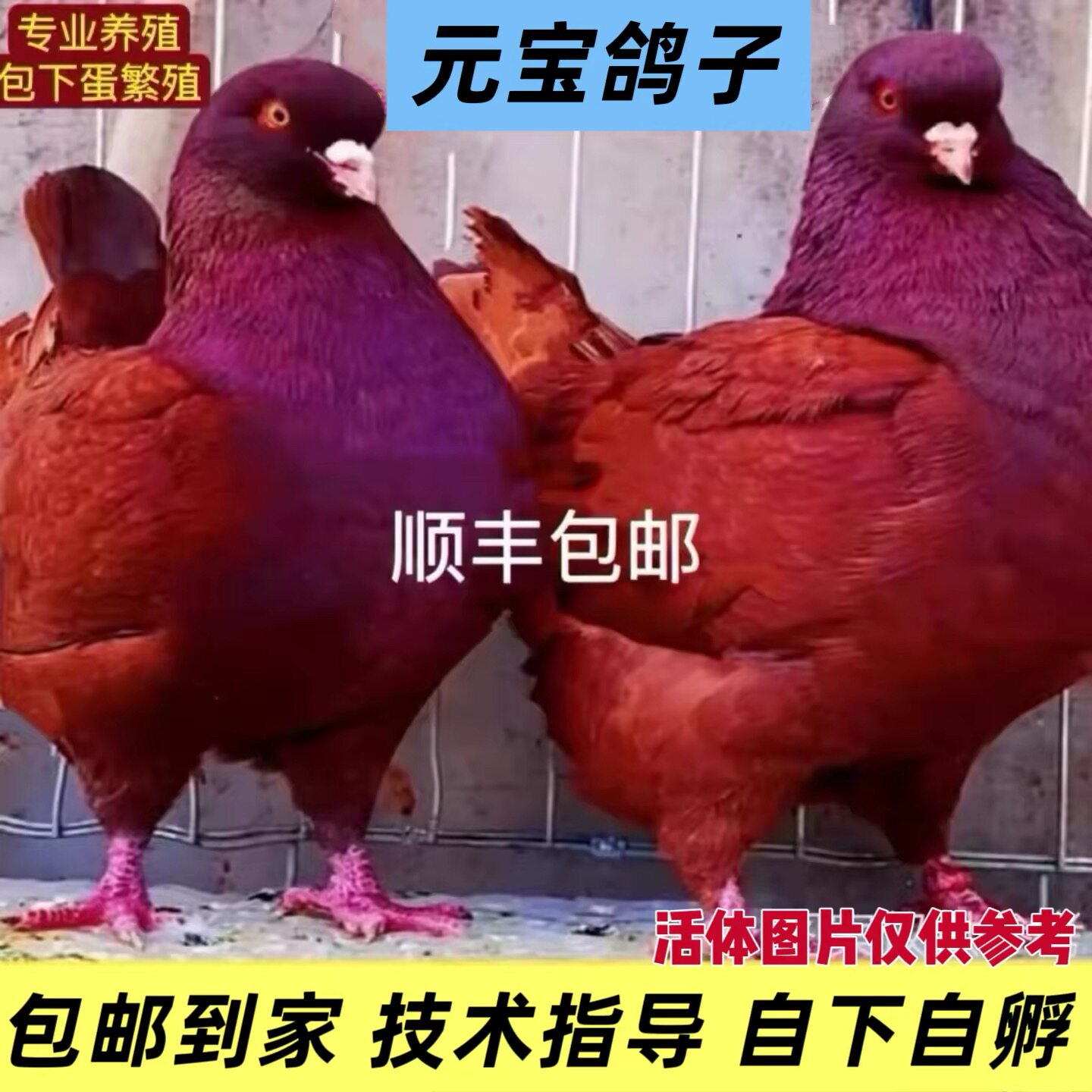 元宝鸽大体元宝鸽子公斤鸽观赏鸽种鸽一对活物纯种元宝鸽包邮到家