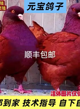 元宝鸽大体元宝鸽子公斤鸽观赏鸽种鸽一对活物纯种元宝鸽包邮到家