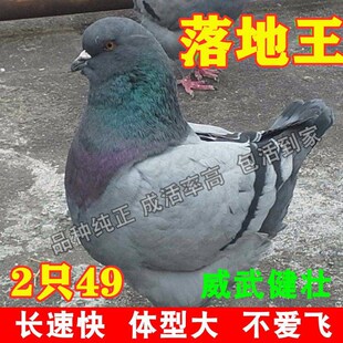 鸽子活物 一对白羽王肉鸽信鸽落地王鸽青年鸽鸽一对