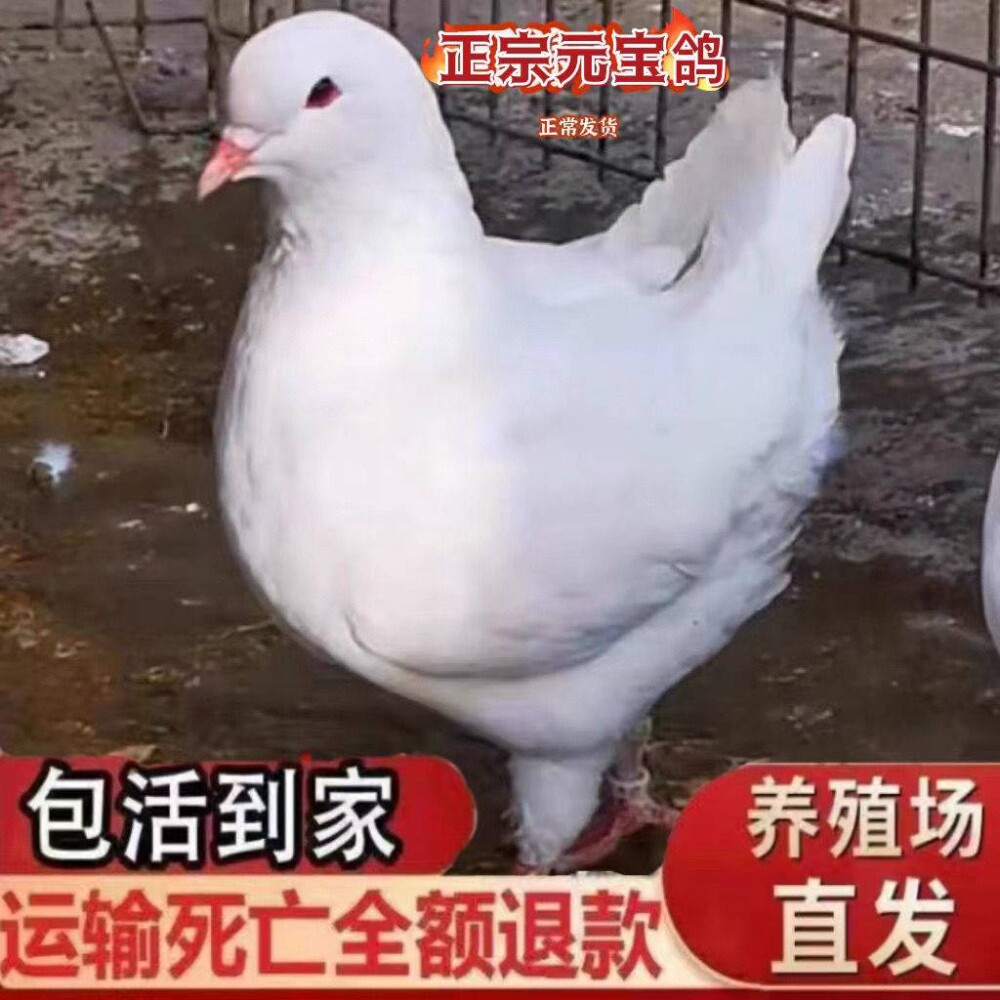 活体发货可观赏肉鸽包邮包活到家