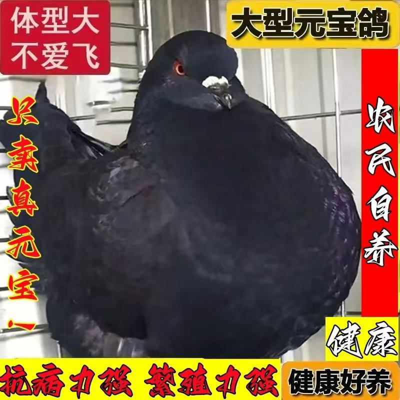 大体元宝鸽子纯巨型公斤鸽鸽子活物一对正宗大型肉鸽观赏活体宠物