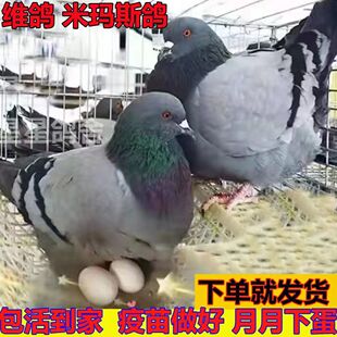 【鸽厂清棚】纯种落地王鸽子活物青年鸽一对特大型鸽子活体肉鸽信