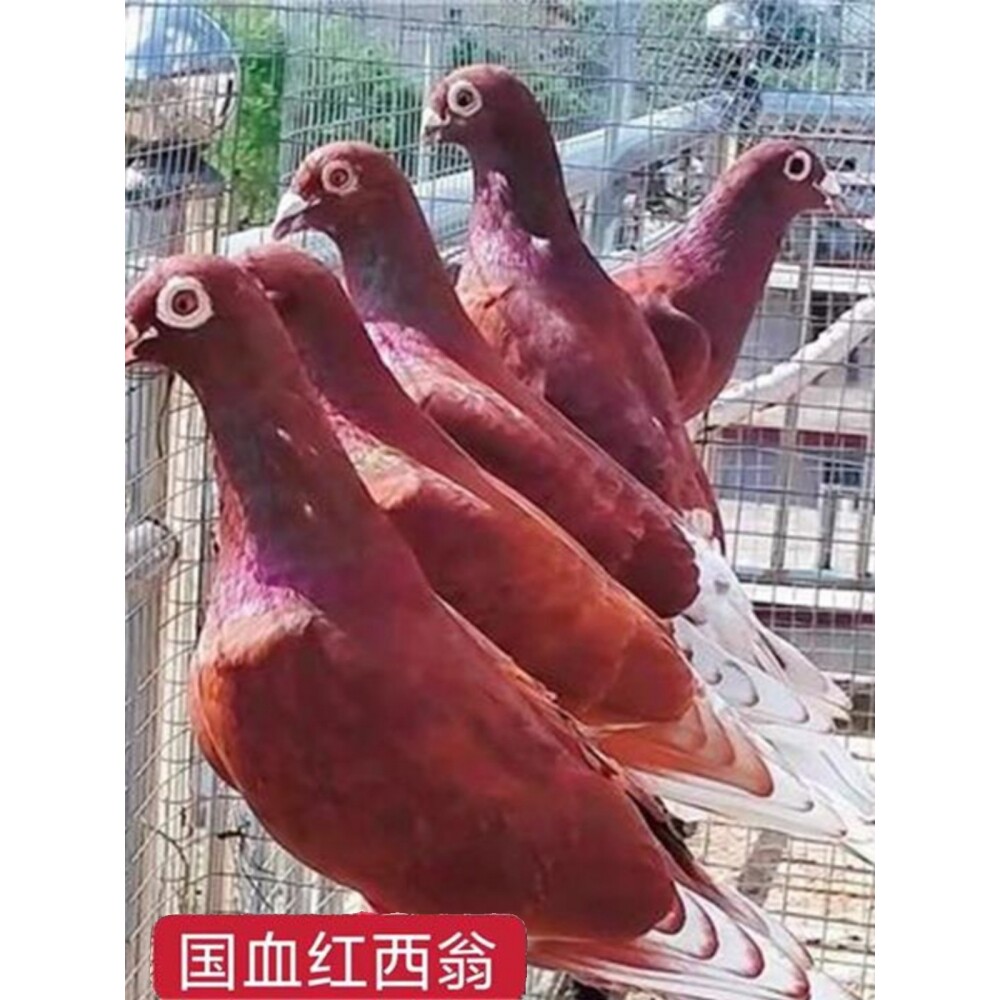 杨阿腾詹森吴淞李鸟西翁信鸽公棚