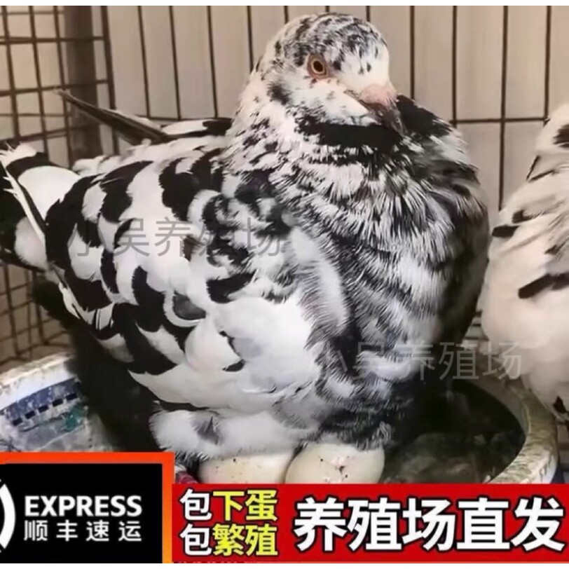 包活纯种元宝鸽一对大体鸽子巨型