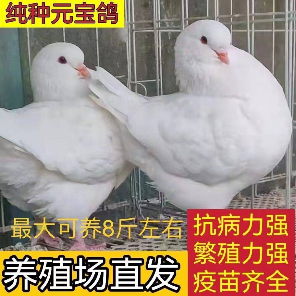 活体观赏鸽元宝鸽原配元宝鸽鸽子
