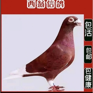 纯种红西翁 血统信鸽赛鸽家飞鸽红色西翁活物公母一对种鸽活体