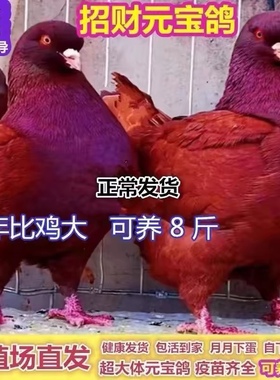 包活观赏大体正宗巨型纯种元宝鸽子活公母一对种鸽肉鸽宠物包下蛋