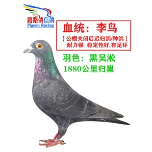 李鸟血统信鸽种鸽公棚鸽詹森盖比奶酪赛鸽速霸龙千公里迟归鸽一对