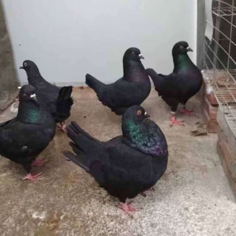 大型活体肉鸽观赏鸽包邮包活到家