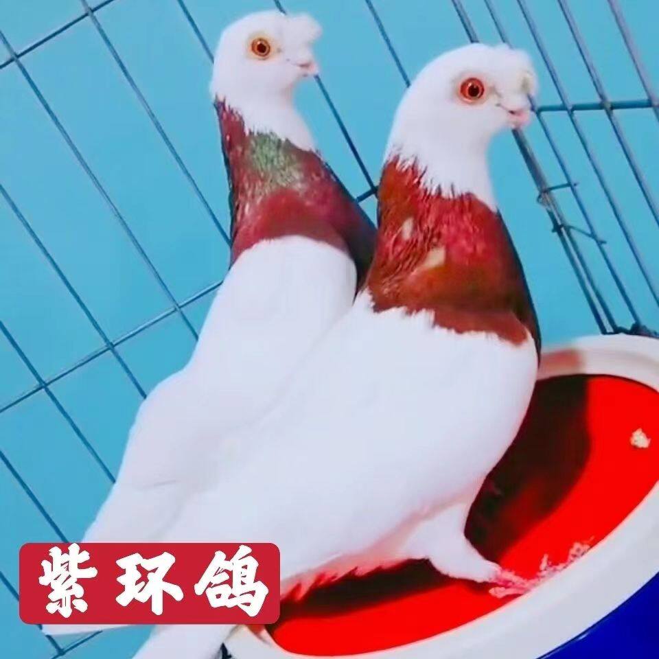 鸽子活物一对活体血统鸽观赏环鸽