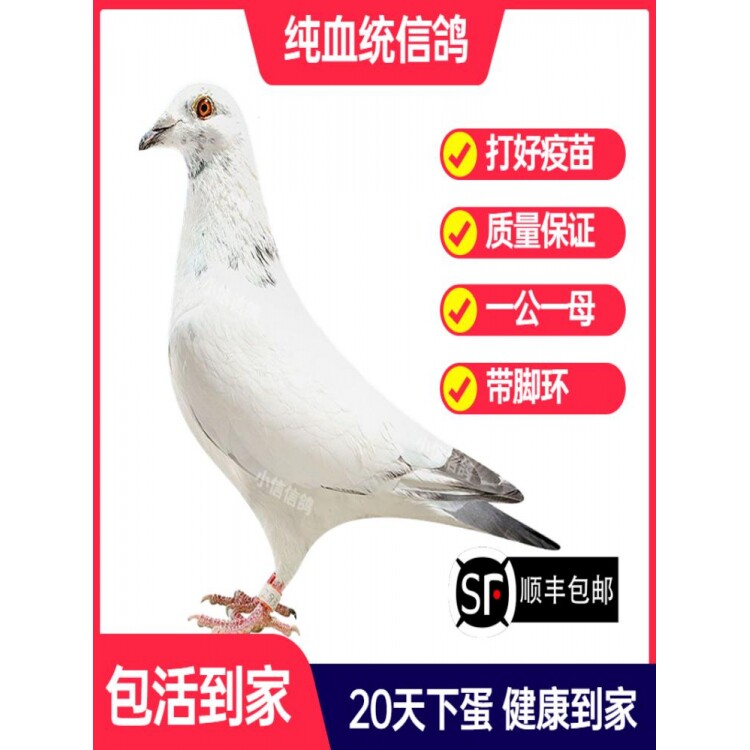 苍白骑士鸽子活一对成绩鸽信鸽赛