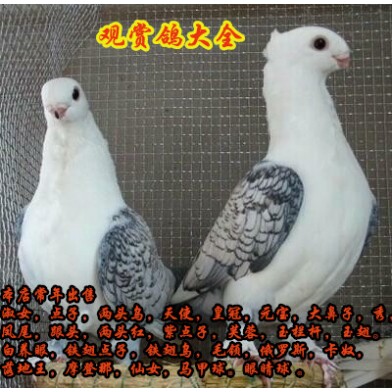观赏鸽观赏鸽子鸽子活体一对