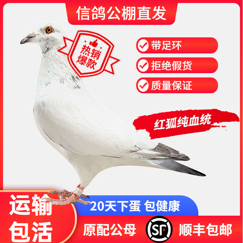 苍白骑士鸽子活一对观赏鸽信鸽赛