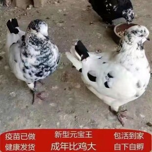 纯种元宝鸽大体鸽子观赏鸽特大活物种鸽活体巨型肉鸽活包下蛋包邮