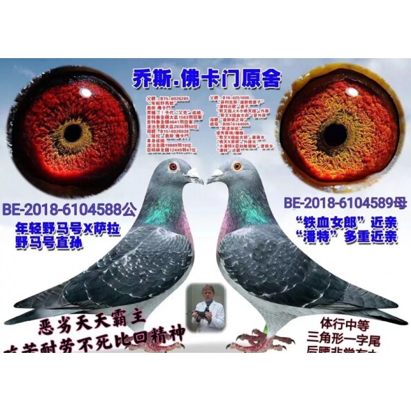 鸽子活体信鸽赛鸽成绩鸽血统鸽
