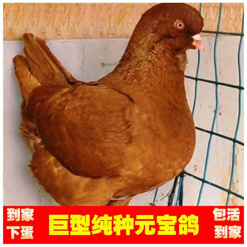 精品大型观赏鸽黄色元宝鸽肉鸽包