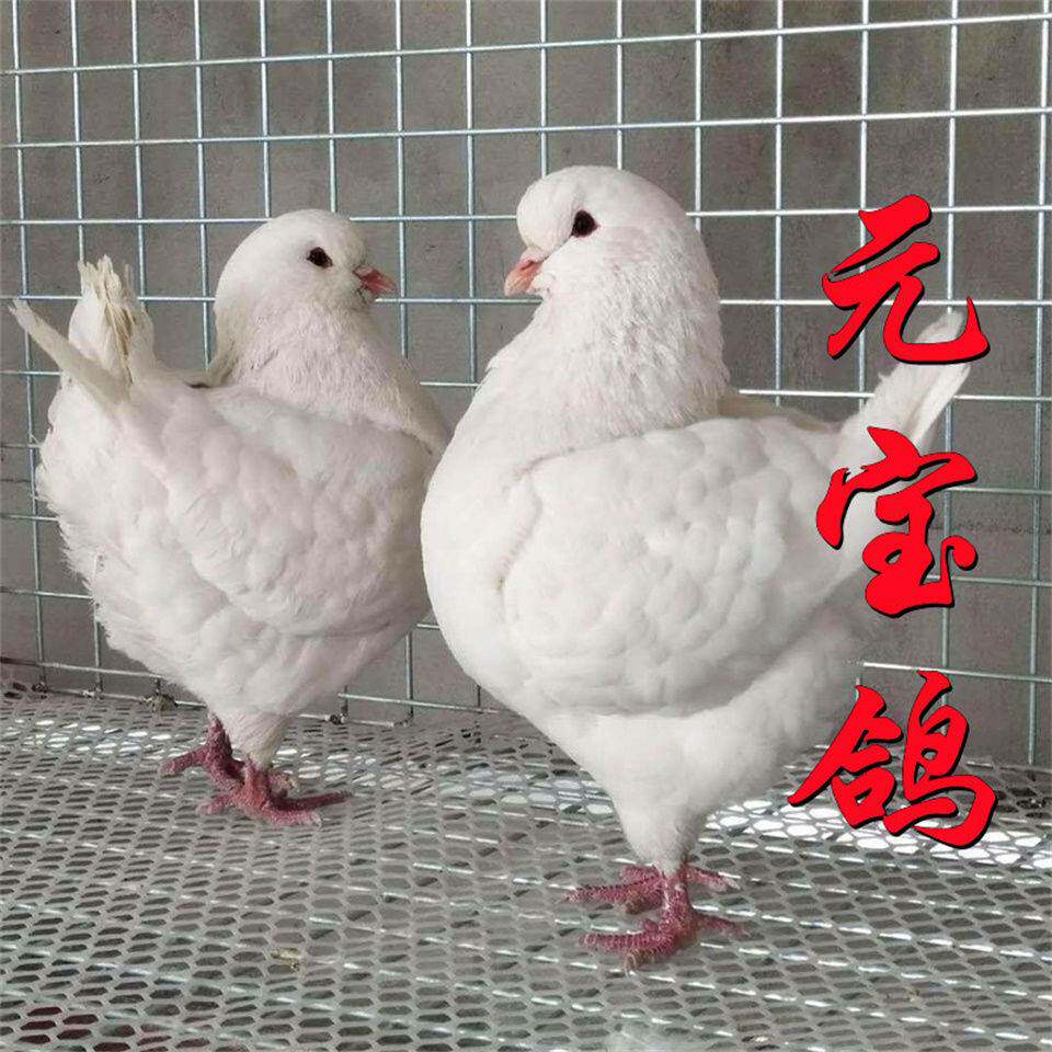 包邮活体纯种元宝鸽子大体观赏公