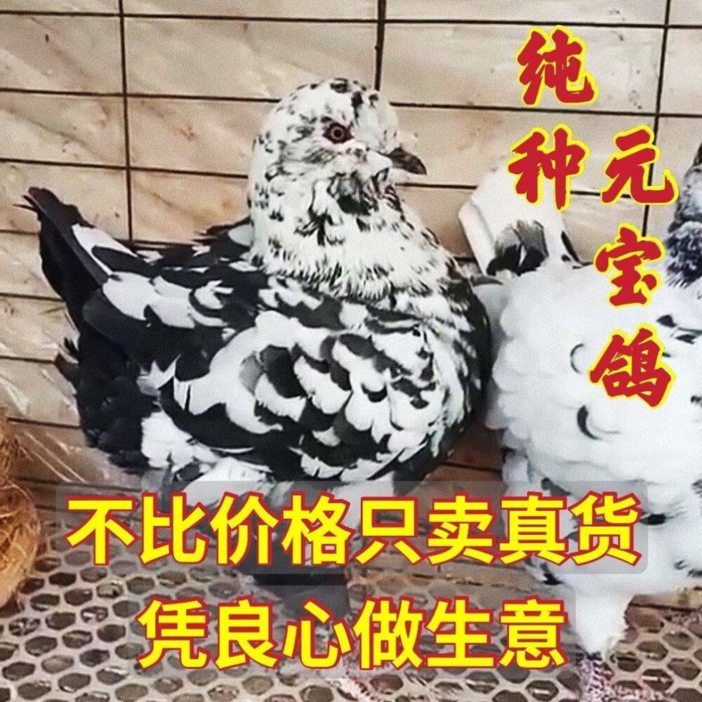 巨型纯种元宝鸽鸽子活物一对青年