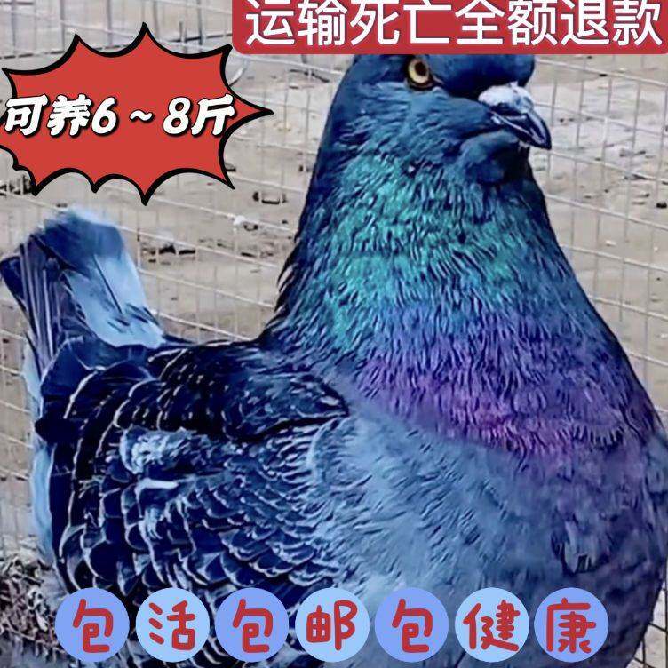 巨型正宗元宝鸽一对特大鸽子信鸽