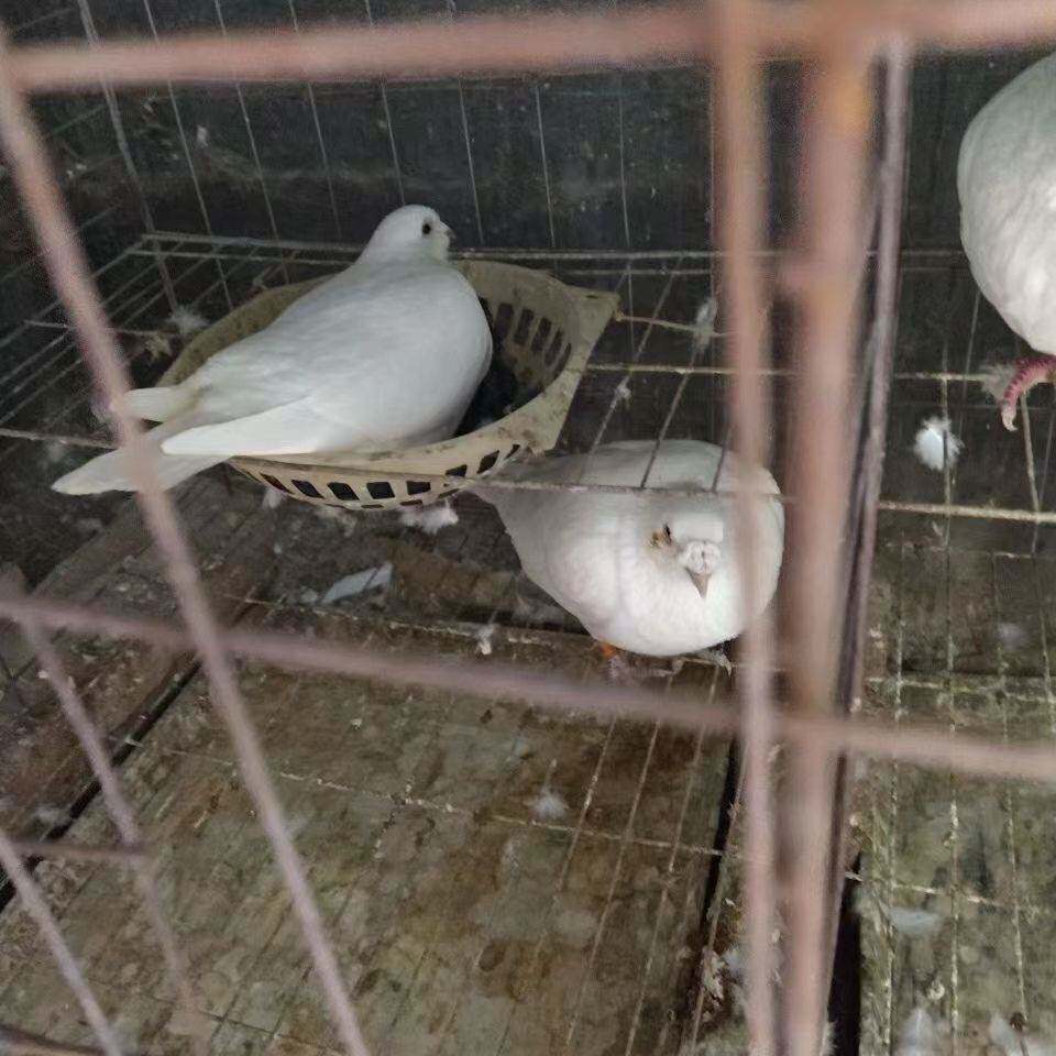 青年单只公母观赏鸽大鼻子大鼻