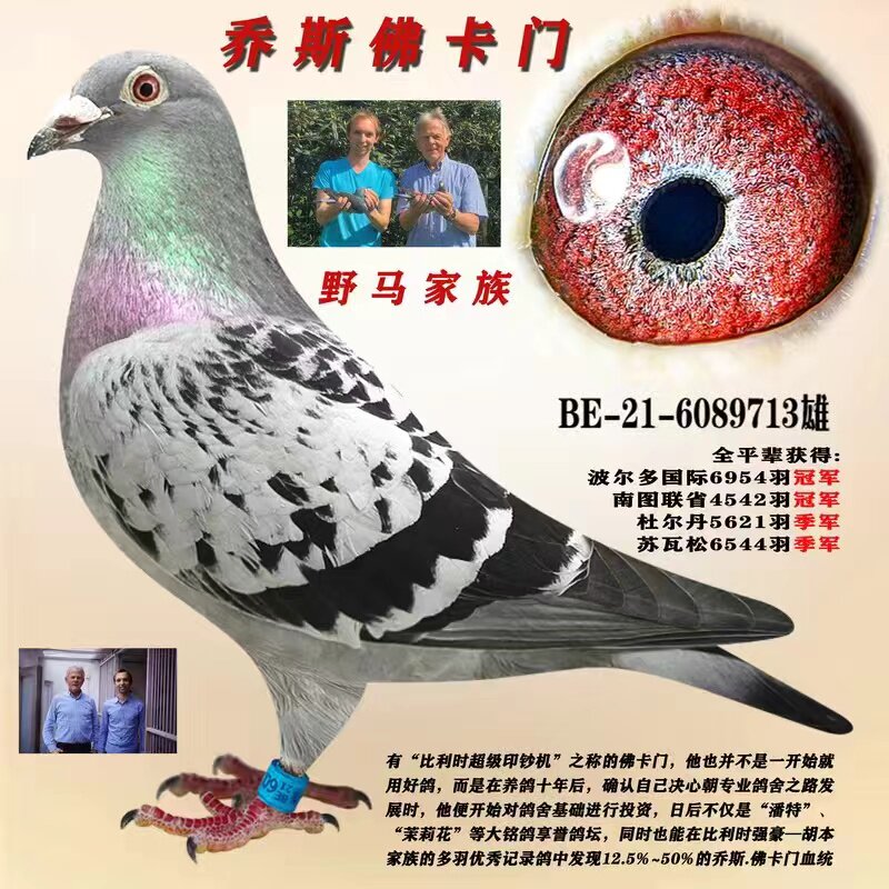 鸽子活体信鸽成绩鸽公棚特比天落