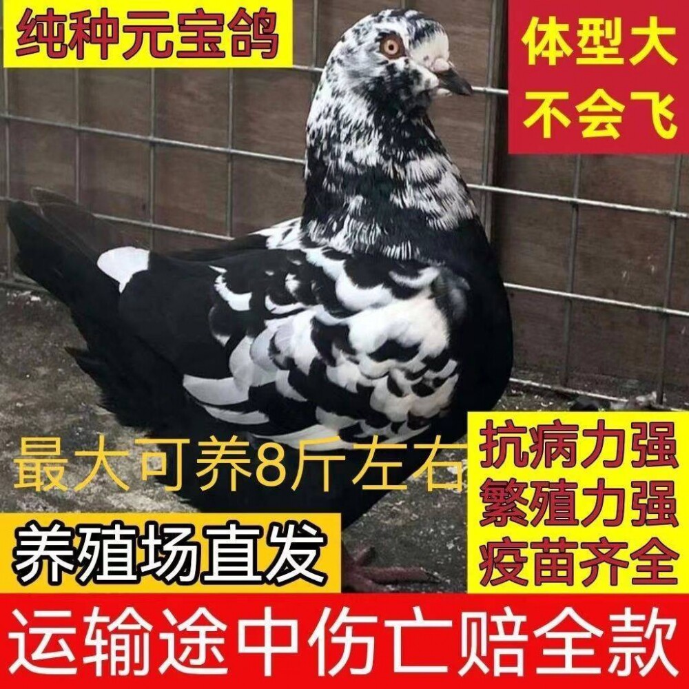 元宝鸽子种鸽大体鸽子活一对
