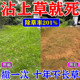庭院除草专用剂砖缝灭草神器强力除草烂根剂药一扫杀水花生克星光