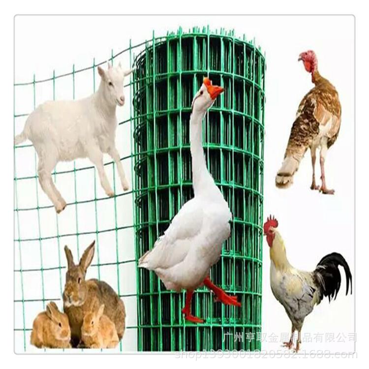 广东厂家供应鱼塘围栏网养殖铁丝网鸡鸽兔笼钢丝网