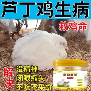 芦丁鸡电解多维芦丁鸡秃背无毛防溅多种维生素抗应激提高产蛋受精