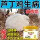 芦丁鸡电解多维芦丁鸡秃背无毛防溅多种维生素抗应激提高产蛋受精