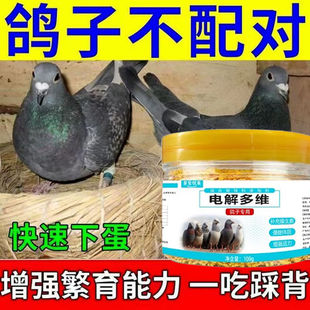 鸽子催蛋多维素 鸽子快速下蛋解决鸽子不下蛋软蛋畸形蛋 不伤鸽