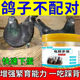 鸽子催蛋多维素 鸽子快速下蛋解决鸽子不下蛋软蛋畸形蛋 不伤鸽