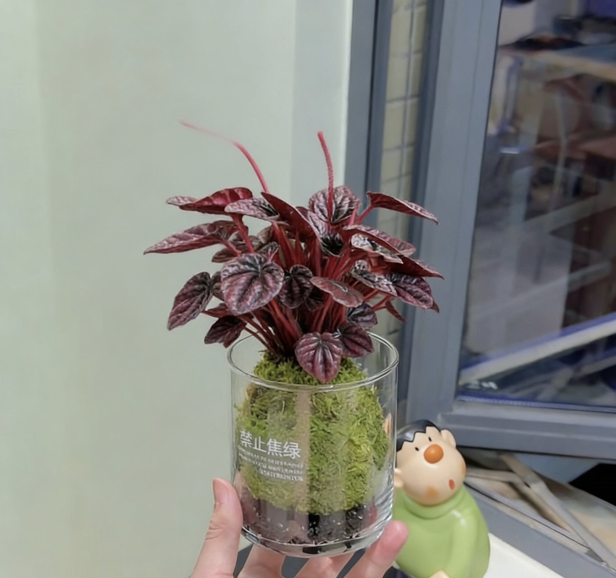 红宝石苔藓球红美人皱叶椒草盆栽绿植物室内懒人耐阴红叶净化空气