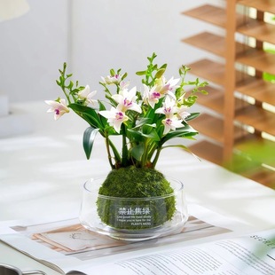 白花红心石斛 带花苞清仓石斛兰懒人浓香型阳台耐寒室内水培花卉