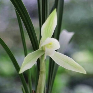 青梅盆种好【雪影】白雪公主带花苞室内外兰花苗好养易活绿植盆栽