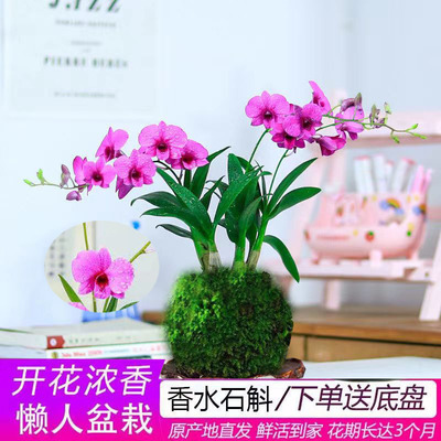 石斛兰泼墨石斛带花发货