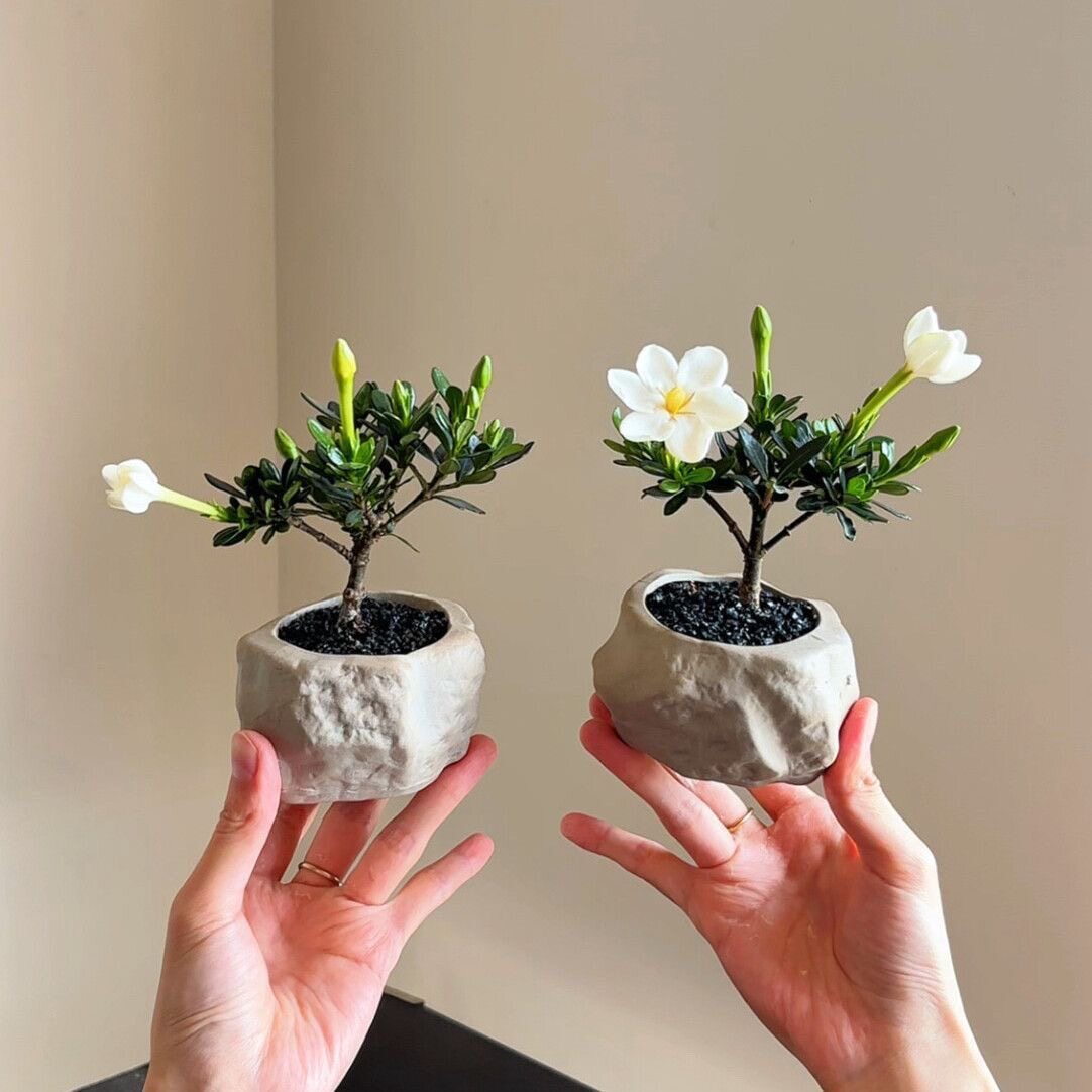 特价潮珠栀子花香小叶茶室盆景花卉办公室桌面室内盆栽摆件绿植
