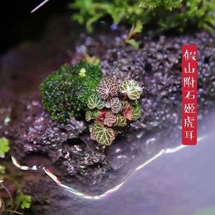 姬虎耳草日本姬雪之下室内绿植微型盆栽掌上迷你植物假山造景好养